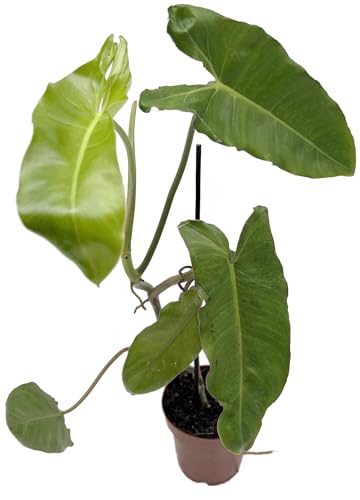 Fangblatt - Philodendron paraiso verde - Ø 12 cm Topf - große Grünpflanze - pflegeleichte Zimmerpflanze von Fangblatt