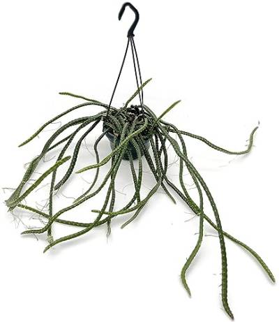 Fangblatt - Selenicereus grandiflorus - 'Königin der Nacht' - Kaktus mit atemberaubenden Blüten - zum Aufhängen im Ampeltopf von Fangblatt