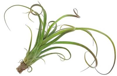 Fangblatt - Tillandsia 'Curly' - lebensfrohe Tillandsie - 20 cm lang - Aufsitzpflanze mit gekräuselten Blättern - Eyecatcher von Fangblatt