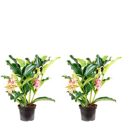 2er-Set Medinilla 2 Etagen, 3-5 Blüten - echte Zimmerpflanze, Medinilla magnifica - Höhe ca. 50 cm, Topf-Ø 17 cm von Flowerbox