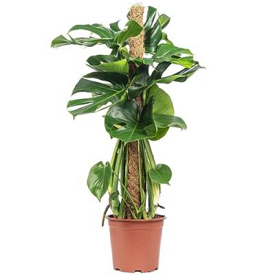Fensterblatt am Moosstab - pflegeleichte Zimmerpflanze, Monstera deliciosa - Höhe ca. 80 cm, Topf-Ø 19 cm von Flowerbox