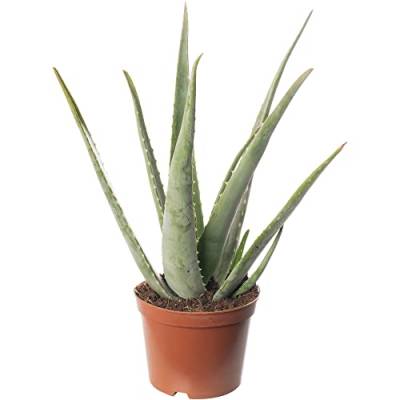 Aloe Vera Große Zimmerpflanze, exotisch, immergrün, hochwachsend, für Zuhause. von GardenersDream