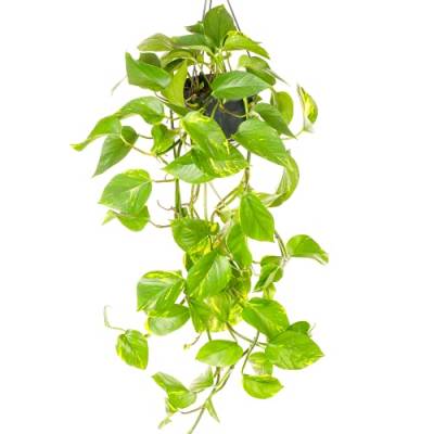 1 x Epipremnum pinnatum Aureum | Gemeines-Efeu Zimmerpflanze im Hängekorb von GardenersDream