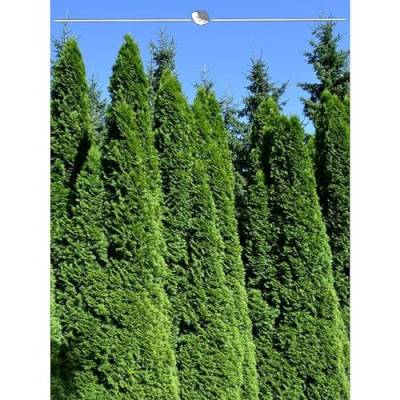 Lebensbaum Thuja Smaragd 140-160 cm. Angebot: 15 Koniferen. Thuja: BESTSELLER von Gardline