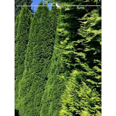 Thuja Smaragd 180-200 cm. 3 Lebensbäume. Immergrün, Winterhart, Sichtschutz von Gardline