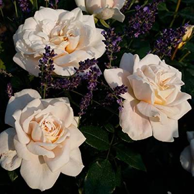 Rose 'Lions-Rose®' - Beetrose aprikotrosa Blüten - Cremeweiße Rose Pflanze Winterhart Halbschattig gesundes Laub - von Garten Schlüter - Pflanzen in Top Qualität von Garten Schlüter