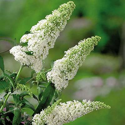 Schmetterlingsflieder White Profusion - Sommerflieder (Buddleja) Pflanze in weiß, halbschattig und winterhart - Flieder-Strauch von Garten Schlüter von Garten Schlüter