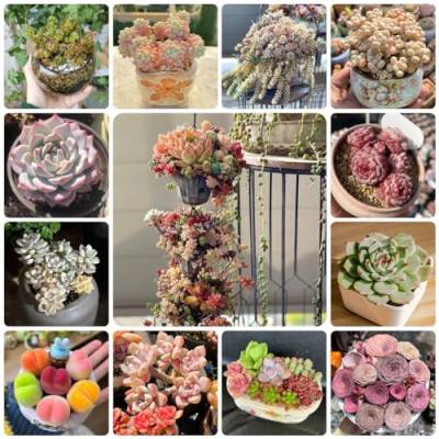 450 Pcs Sukkulenten Samen Gemischt, Succulent Plants Seeds - Garten Geschenke Für Frauen, Sukkulenten Samen Mischung, Balkonpflanzen, Gartendeko Für Draußen, Mini Sukkulenten Echt von Generic