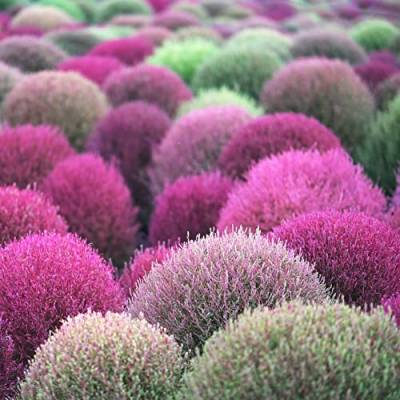 Kochia Scoparia Samen(Summer Cypress),Ziergras Samen Feuerbusch,Blumen Garten Gartengeschenke Bio Saatgut Bodendecker Samen,400 Stück(Mehrfarbig) von Generic