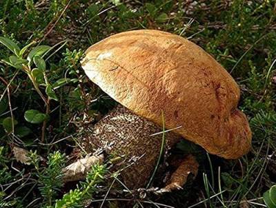 Seeds Orange Birch Bolete Mushroom Leccinum versipelle Mycelium Spawn Dried Seeds von Generic