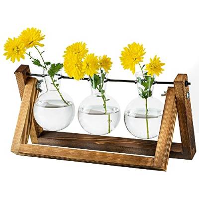 Vermehrungsstation Für Pflanzen Upgrade Zwiebel Vase Pflanzer Mit Holzständer Glas Blumentopf Innen Für Tischdekoration Vintage Home Office Zubehör, 3 Zwiebeln von Glasseam
