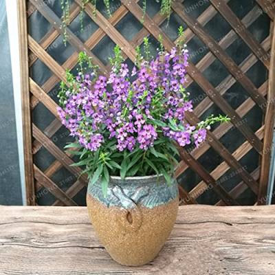 50 Stücke Angelonia Salicariifolia Humb Samen Angelonia Mix Samen Schöne Blume Bonsai Pflanze Diy Hausgarten von SVI
