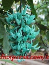 Seltene gefährdete Jade-Rebe 'Strongylodon Macrobotrys' Blumensamen, Professional Pack, 5 Samen/Pack, blau duftende mehrjährige Pflanze von SVI