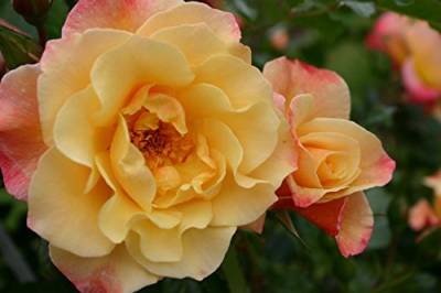 Kletterrose Moonlight im 7 Liter Rosentopf von Kühr Baum- u. Rosenschulen