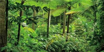 MIRRORANG 120x61cm Tropische Landschaft Terrarium Hintergrund Tropische Pflanzen Bäume Aquarium Hintergrund Regenwald Reptilien Lebensraum Hintergrund Vinyl von MIRRORANG