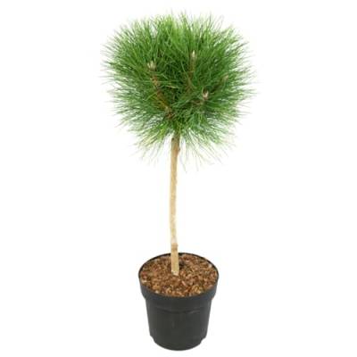 Plant in a Box - Pinus 'Sommerwind' - Zwergkiefer - Kugelförmig - Grüne Nadeln - Topf 24cm - Höhe 70-80cm von Plant in a Box