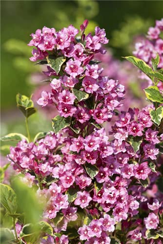 Buntblättrige Weigelie Weigela florida 'Nana Variegata' ca. 40-60cm von PlantaPro