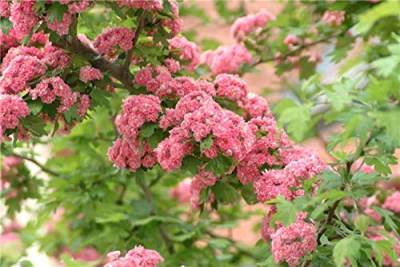 Echter Rotdorn Crataegus laevigata 'Paul's Scarlet' im Topf gewachsen ca. 60-100cm von PlantaPro