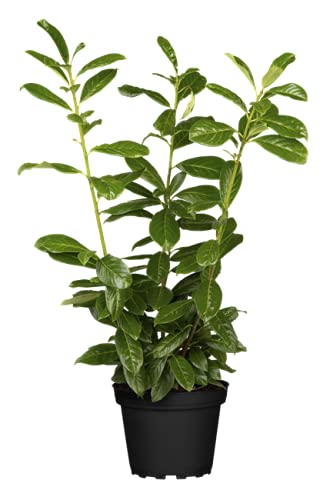 Kirschlorbeer Heckenpflanzen immergrün Sichtschutz Prunus lauroc.'Novita' im Topf gewachsen 40-60cm (10 Stück) von PlantaPro