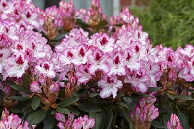 Rhododendron Hybr.'Hachmann's Charmant'-R- C 5 30-40 Rhododendron-Hybride 'Hachmann's Charmant'(s),winterhart, deutsche Baumschulqualität, im Topf für optimales anwachsen von PlantaPro
