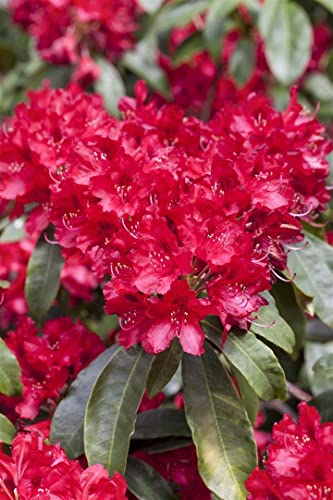 Rhododendron Hybr.'Red Jack' C 5 30-40 Rhododendron-Hybride 'Red Jack',winterhart, deutsche Baumschulqualität, im Topf für optimales anwachsen von PlantaPro