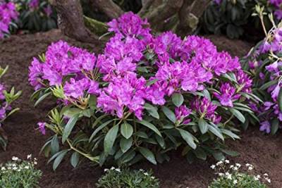 Rhododendron Roseum Elegans Alpenrose rosa 30-40cm im Topf gewachsen von PlantaPro