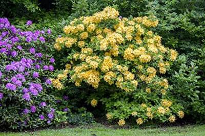 Rhododendron lut.'Goldpracht' C 5 30-40 von PlantaPro