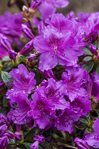 Rhododendron obt.'Diamant Rosa' -R- C 2 15-20 Japanische Azalee 'Diamant Rosa'®,winterhart, deutsche Baumschulqualität, im Topf für optimales anwachsen von PlantaPro