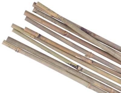PROREGAL® Rankgitter Pflanzstab KBT 1200/10-12mm, 10 Stück, Bambus, für Pflanzenunterstützu von PROREGAL®
