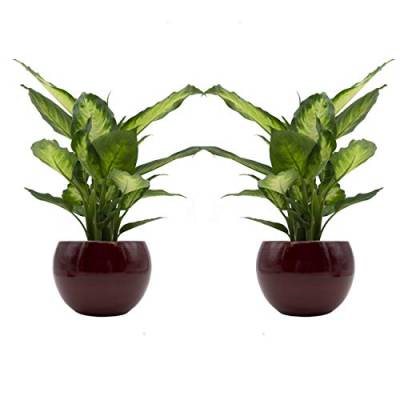 Dieffenbachia-Duo mit handgefertigtem Keramik-Blumentopf "Cresto Rot" - 2 Pflanzen und 2 Dekotöpfe von Dominik Blumen und Pflanzen