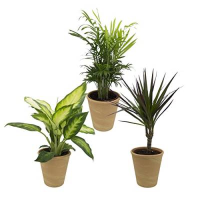 Dominik Blumen und Pflanzen, Zimmerpflanzen Set aus 1x Diefenbachie, 1x Bergpalme und 1x Drachenbaum (Dracaena marginata), 10 - 12 cm Topf, mit terrakotta - farbenem Übertopf von Dominik Blumen und Pflanzen