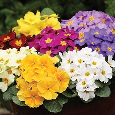 50 Stück Blumen Samen für Garten und Balkon,Ideale Garten Pflanzen, Balkon Pflanzen & Kübelpflanzen von Remorui