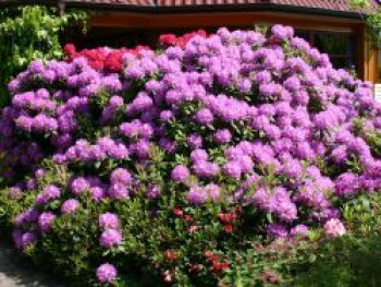 Rhododendron 'Catawbiense Grandiflorum', 50-60 cm, Rhododendron Hybride 'Catawbiense Grandiflorum', Containerware von Rhododendron Hybride 'Catawbiense Grandiflorum'