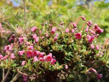 Rhododendron campylogynum, 15-20 cm, Containerware von Rhododendron campylogynum