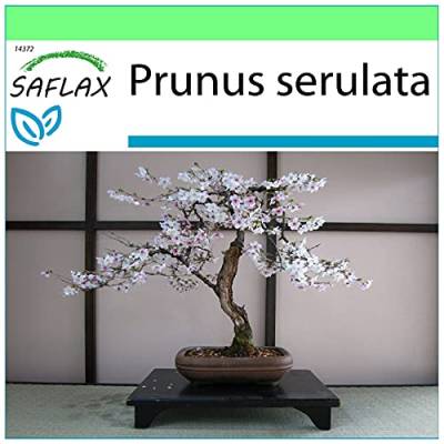 SAFLAX - Bonsai - Japanische Blütenkirsche - 30 Samen - Prunus serulata von Saflax