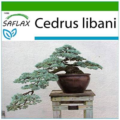 SAFLAX - Bonsai - Libanon Zeder - 20 Samen - Mit keimfreiem Anzuchtsubstrat - Cedrus libani von Saflax