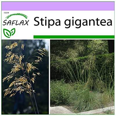 SAFLAX - Gräser-Bambus-Riesen-Federgras/Pyrenäen - Federgras - 10 Samen - Stipa gigantea von Saflax
