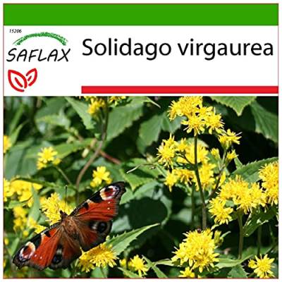 SAFLAX - Heilpflanzen - Echte Goldrute - 100 Samen - Mit keimfreiem Anzuchtsubstrat - Solidago virgaurea von Saflax
