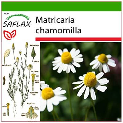 SAFLAX - Heilpflanzen - Echte Kamille - 300 Samen - Mit keimfreiem Anzuchtsubstrat - Matricaria chamomilla von Saflax