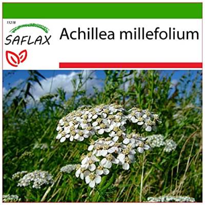 SAFLAX - Heilpflanzen - Schafgarbe - 200 Samen - Mit keimfreiem Anzuchtsubstrat - Achillea millefolium von Saflax