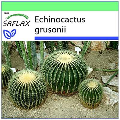 SAFLAX - Kakteen - Schwiegermutterstuhl - 40 Samen - Echinocactus grusonii von Saflax