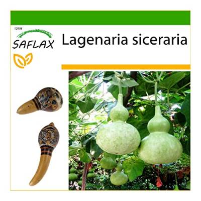 SAFLAX - Afrikanische Riesenkalebasse - 15 Samen - Mit keimfreiem Anzuchtsubstrat - Lagenaria siceraria von Saflax