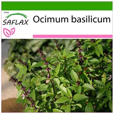 SAFLAX - Kräuter - Thai - Basilikum - 200 Samen - Mit keimfreiem Anzuchtsubstrat - Ocimum basilicum von Saflax