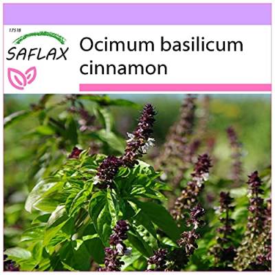 SAFLAX - Kräuter - Zimt-Basilikum - 200 Samen - Ocimum basilicum von Saflax