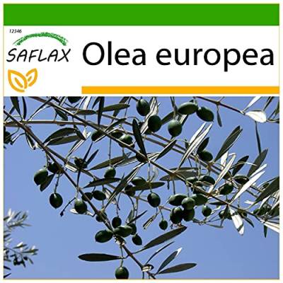 SAFLAX - Ölbaum - 20 Samen - Mit keimfreiem Anzuchtsubstrat - Olea europea von Saflax