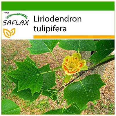 SAFLAX - Echter Tulpenbaum - 20 Samen - Mit keimfreiem Anzuchtsubstrat - Liriodendron tulipifera von Saflax