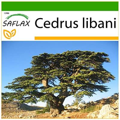 SAFLAX - Libanon - Zeder - 20 Samen - Mit keimfreiem Anzuchtsubstrat - Cedrus libani von Saflax