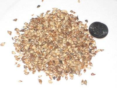 250 Japanische Lärche Bonsai Seed Pack Larix Leptolepsis von SVI