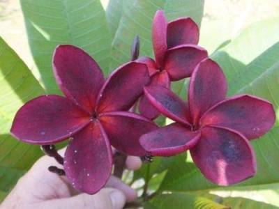 5 Rare Bright Purple Plumeria Samen Pflanzen Blumen Lei Hawaiian Garden Fragrant von SVI