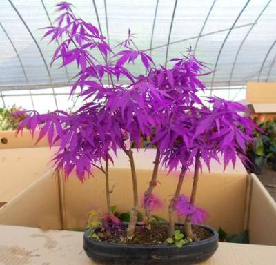 50 PCS Lila Maple Samen selten in der Welt Kanada ist ein schönes Lila Maple Bonsai Pflanzen Bäume"Purple Ghost" von SVI